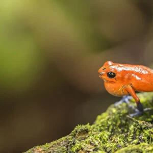 Costa Rica, Sarapiqui River Valley. Strawberry poison dart frog on limb. Credit as