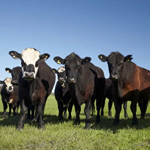 Cows near Kaikoura, and Seaward Kaikoura Ranges, Marlborough, South Island, New Zealand