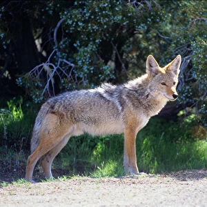 A coyote alongside a road in New Mexiso