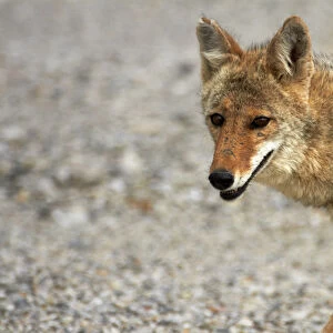 Coyote (Canis latrans) at Badwater Basin, Death Valley National Park, Mojave Desert