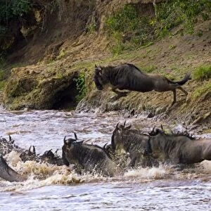 Crossing of the Mara River by Zebras and Wildebeest, migrating in the Msai Mara Kenya
