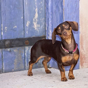 A Dachshund / Doxen puppy standing in a colorful doorway with a pink bling collar