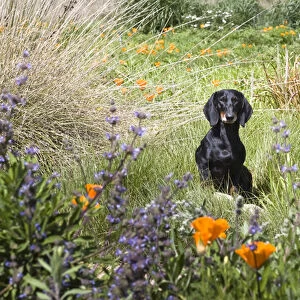 A Dachshund / Doxen standing on a small rock in a field of wildflowers