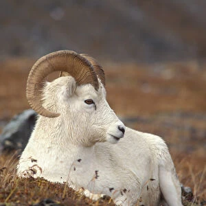 dall sheep, Ovis dalli, ram resting on Mount Margaret, Denali National Park, interior