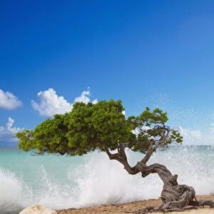 Divi Divi Tree, Eagle Beach, Aruba, Caribbean