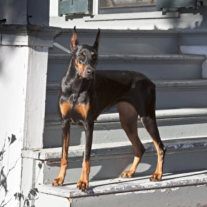 A Doberman Pinscher standing on stairs leading onto a patio of a house
