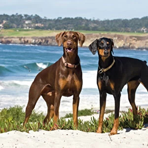 Two Doberman Pinschers at Carmel Beach in California