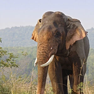 Double-masth Indian Elephant, Corbett National Park, India