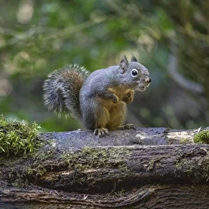 Douglas Squirrel vocalizing on a moss-covered log