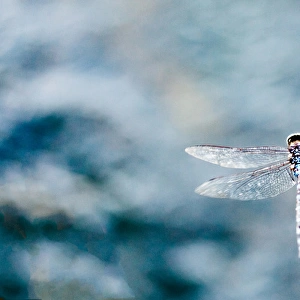 Dragonfly Hovering over blue water