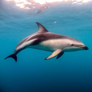 Dusky Dolphin off of Kaikoura, New Zealand