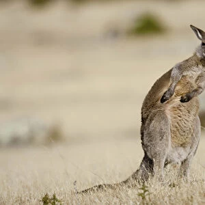 Eastern Grey Kangaroo or Forester Kangaroo (Macropus giganteus), portrait while doing scratching
