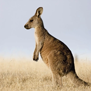 Eastern Grey Kangaroo or Forester Kangaroo (Macropus giganteus), portrait lateral view