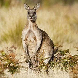 Eastern Grey Kangaroo or Forester Kangaroo (Macropus giganteus), portrait male frontal