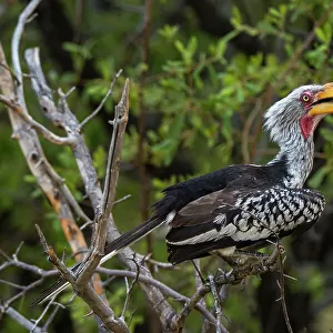 Typical Hornbills Mounted Print Collection: Eastern Yellow Billed Hornbill