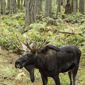 Eatonville, Washington State, USA. Bull moose in Northwest Trek Wildlife Park