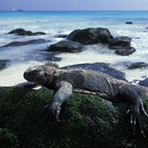 Ecuador, Galapagos Islands, Marine Iguana (Amblyrhynchus cristatus) resting in morning