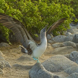 Ecuador, Galapagos National Park, San Cristobal. Blue-footed booby displaying. Credit as