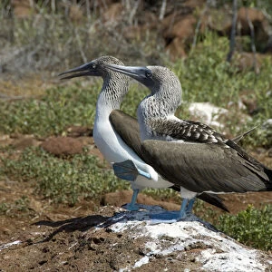 Ecuador, Galapagos, North Seymour. Blue-footed booby showing feet in courtship dance