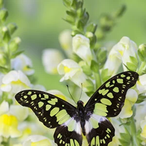 The Electric Green Swallowtail Butterfly, Graphium tyndereus