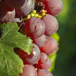 Europe; France; Alsace; Eguisheim. A bunch of Gewurztraminer grapes nearing harvest