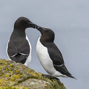 Europe, Iceland, Latrabjarg. Pair of razorbills in courtship behavior. Credit as