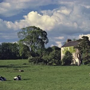 Europe, Ireland, Co. Waterford. Cows graze in the pasture in front of a vine-wrapped