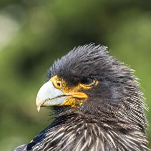 Falkland Caracara or Johnny Rook (Phalcoboenus australis), protected and highly intelligent