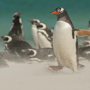 Falkland Islands, Bleaker Island. Gentoo penguins and blowing sand