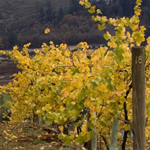 Fall colored vineyard at Willamette Valley Vineyards in the Willamette Valley near Turner