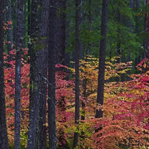 A fall foliage scene at Union Creek Oregon