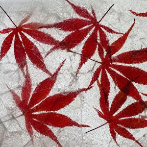 Fall maple leaves in ice