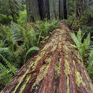 Fallen Redwood tree and ferns. Redwood National Park, California