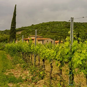 Farmhouse. Vineyards. Tuscany. Italy