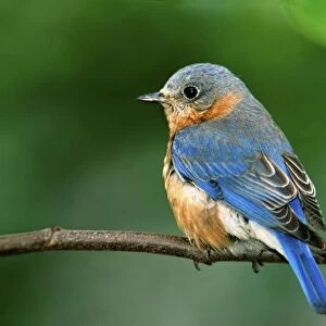 Female Eastern Bluebird, Sialia sialis