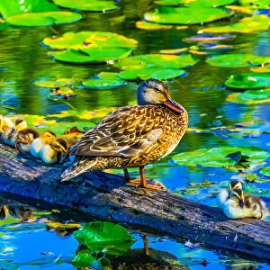 Female mallard duck and baby ducks, Juanita Bay Park, Kirkland, Washington State