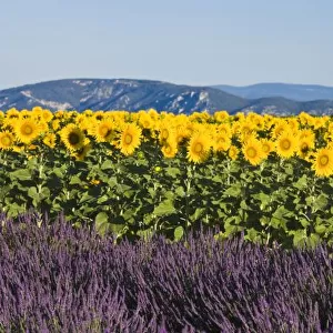 Field of sunflowers and lavender flowers, Valensole, Provence, France