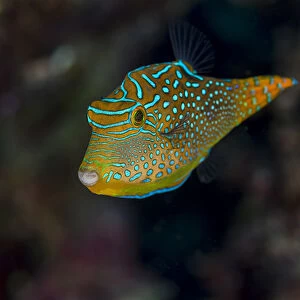 Fiji. Close-up of Papua toby fish. Credit as: Jones & Shimlock / Jaynes Gallery / DanitaDelimont
