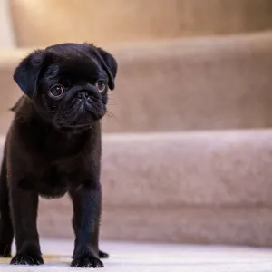 Fitzgerald, a 10 week old black Pug puppy standing on a carpeted stairwell. (PR)