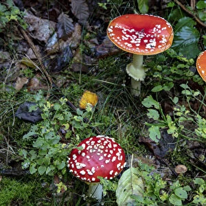 Fly agaric mushrooms in the Cesky Raj nature preserve near Turnov, Czech Republic