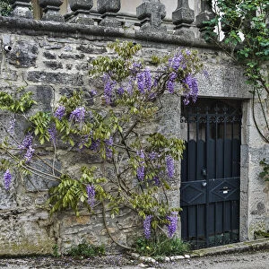 France, Cajarc. Wisteria covered stone wall and doorway