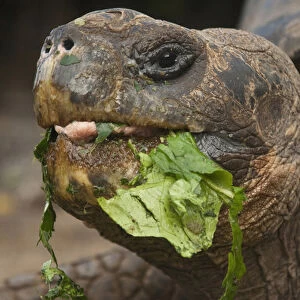 Galapagos Giant Tortoises (Geochelone elephantophus) CDRS, Charlse Darwin Research Station