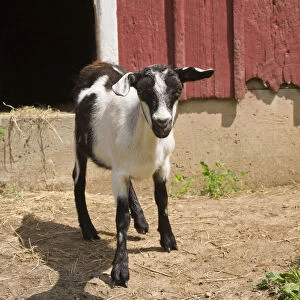 Galena, Illinois, USA. Alpine goat standing in front of a red barn. (PR)