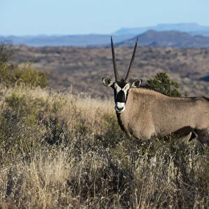 Gemsbok (Oryx gazella), Private game ranch, Great Karoo, SOUTH AFRICA