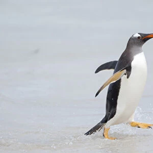 Gentoo penguin coming ashore on a sandy beach in the Falkland Islands in January