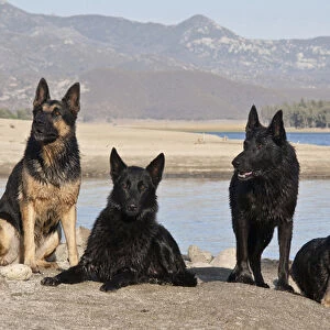 Four German Shepherds together on a rock outcrop at Lake Hemet in the San Jacinto