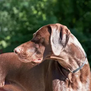 A German Shorthaired Pointer Looking Over His Shoulder Print