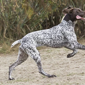 A German Shorthaired Pointer running and jumping
