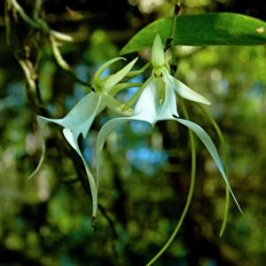 The Ghost Orchid, Dendrophylax lindenii, was made famous by Susan Orleans in her