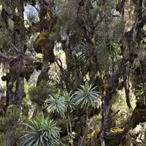 Giant Lobelia (Lobelia lanuriensis) in the high mountains of the Rwenzoris